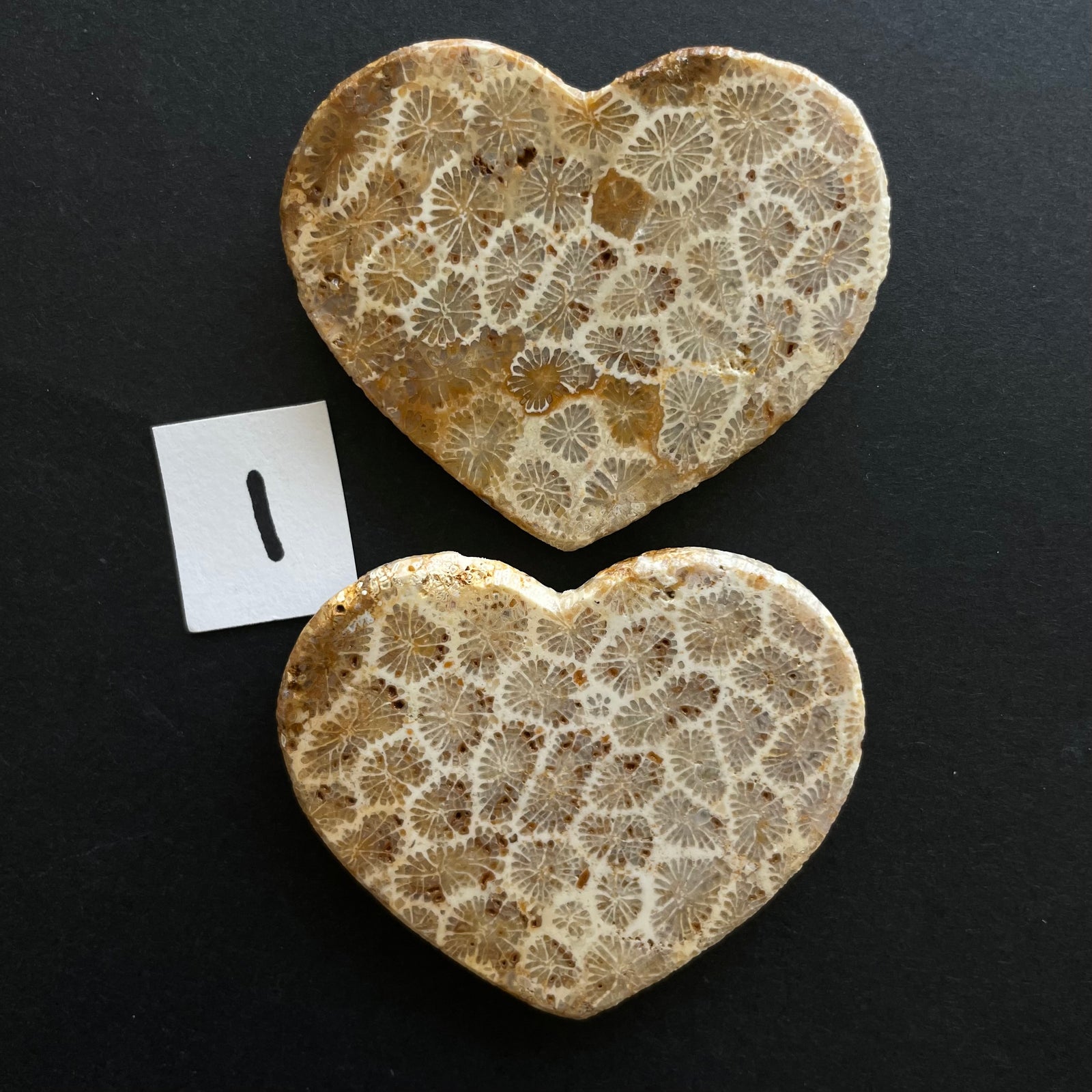 Fossilized Coral Magnet Pairs