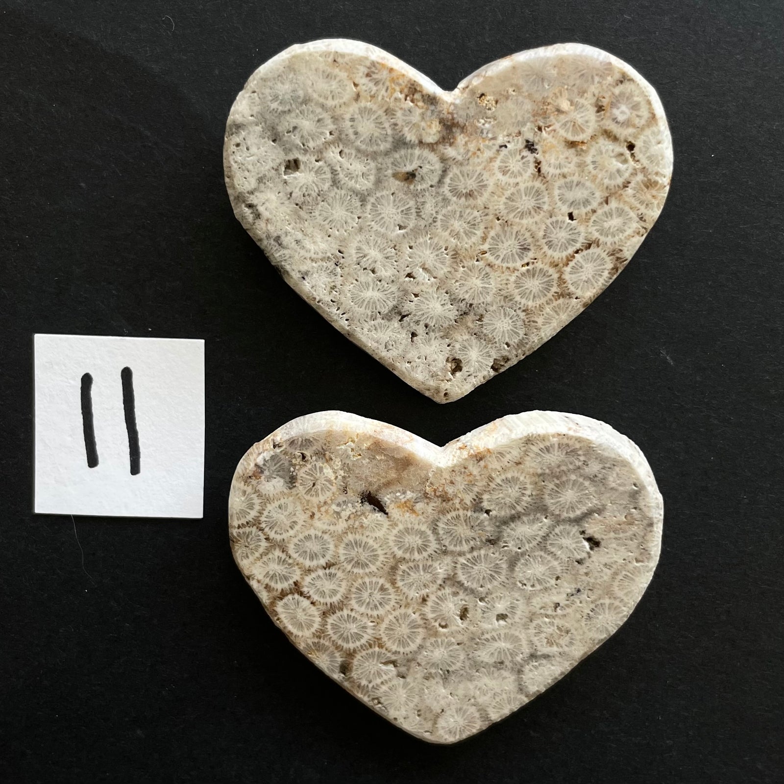 Fossilized Coral Magnet Pairs