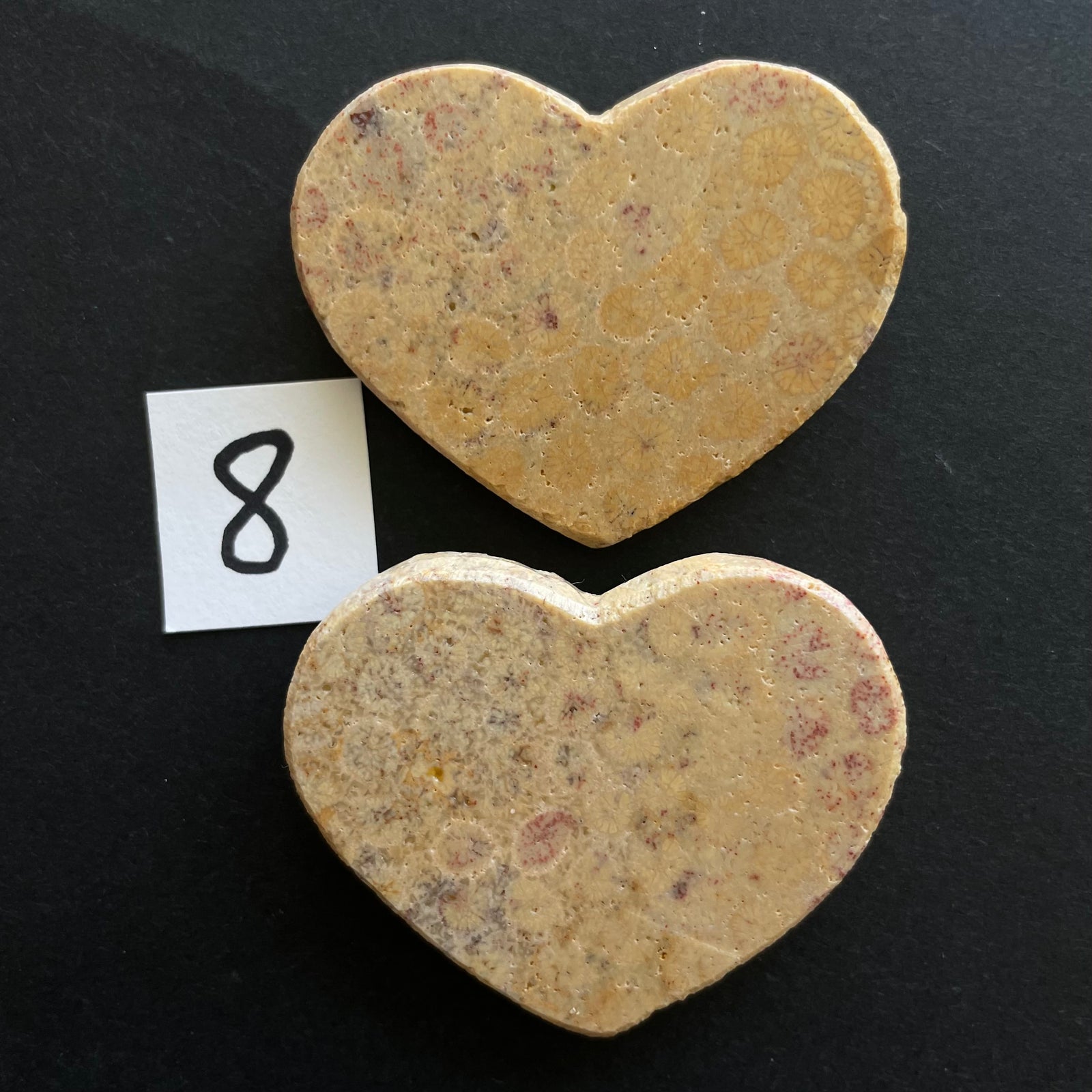 Fossilized Coral Magnet Pairs