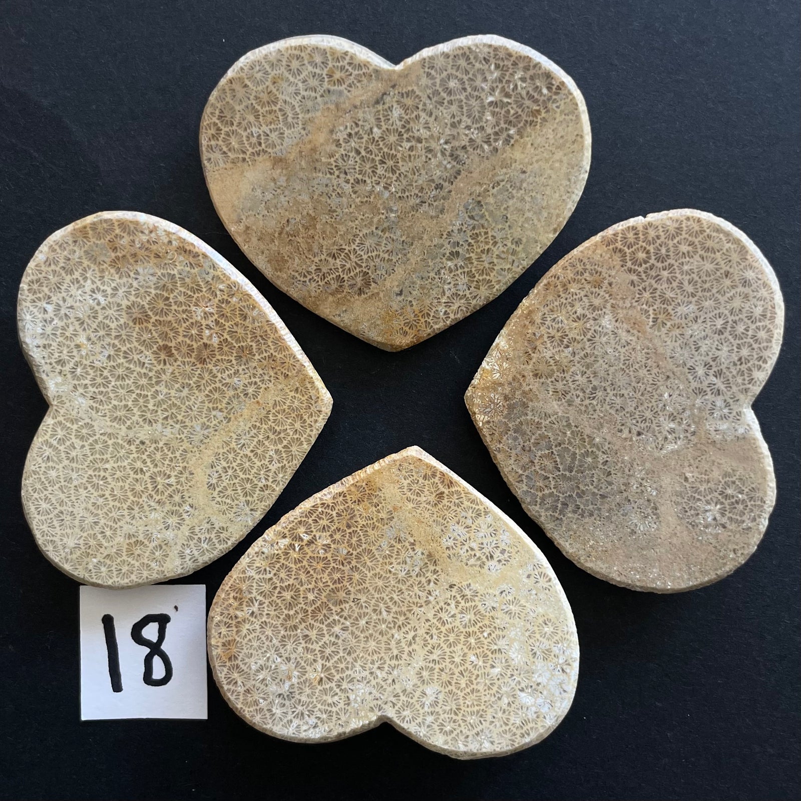 Fossilized Coral Magnet Pairs