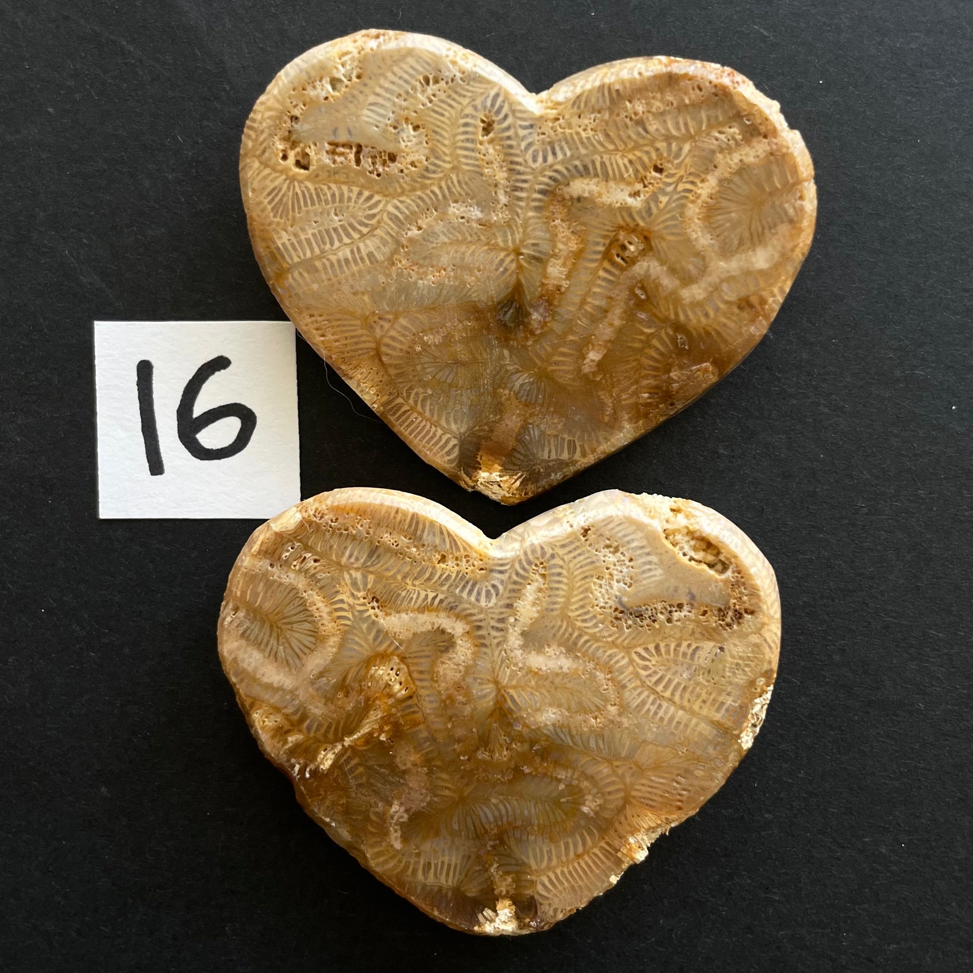 Fossilized Coral Magnet Pairs