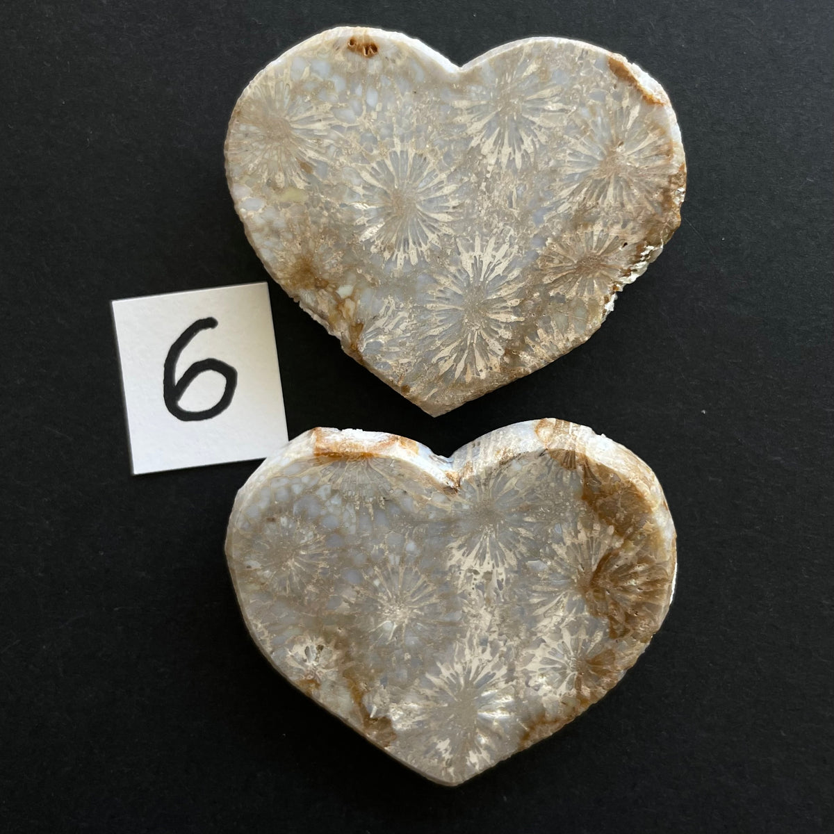 Fossilized Coral Magnet Pairs