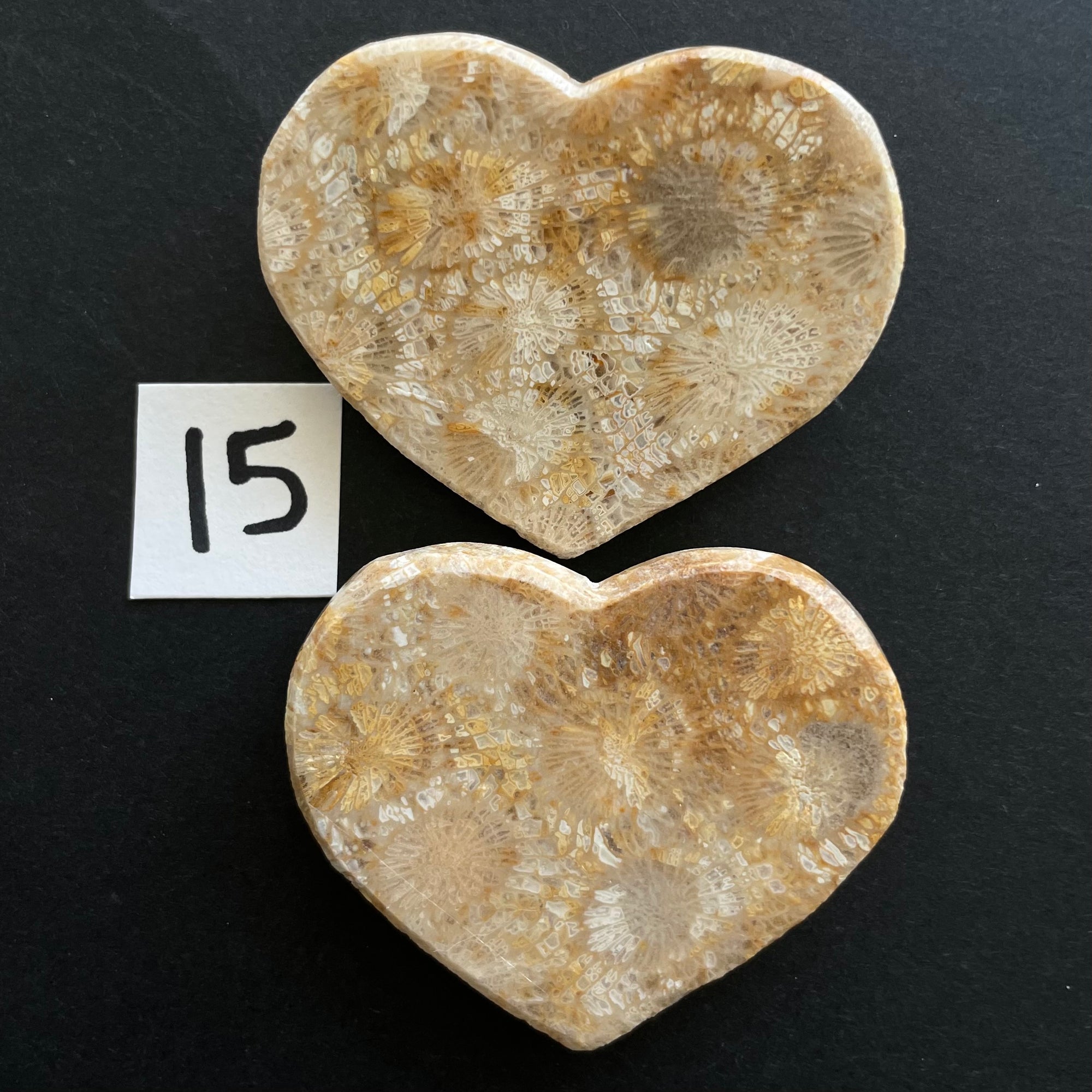 Fossilized Coral Magnet Pairs