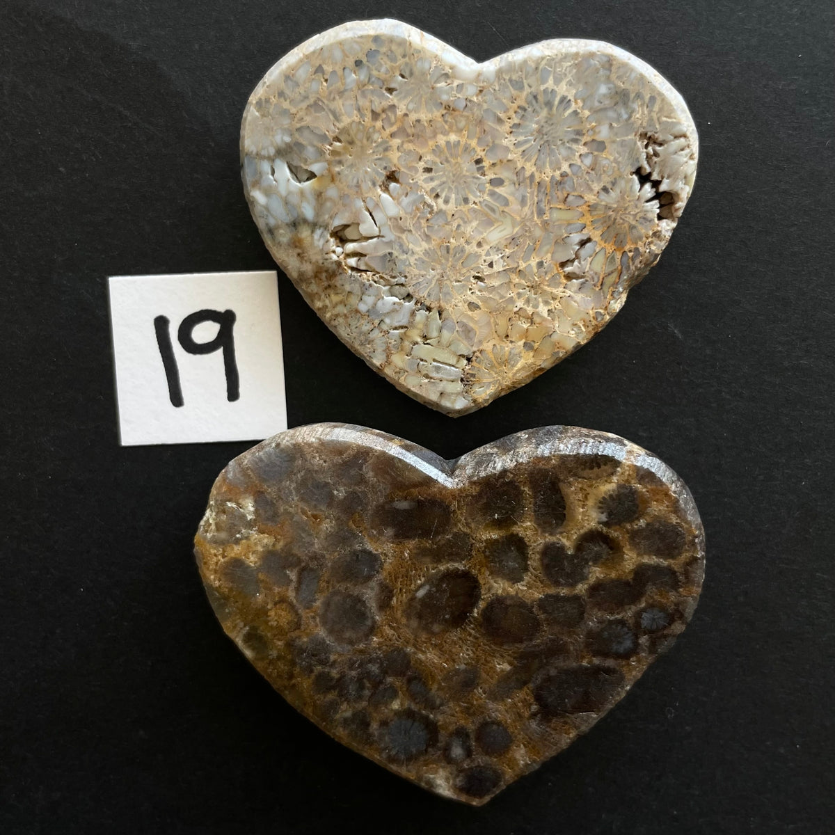 Fossilized Coral Magnet Pairs