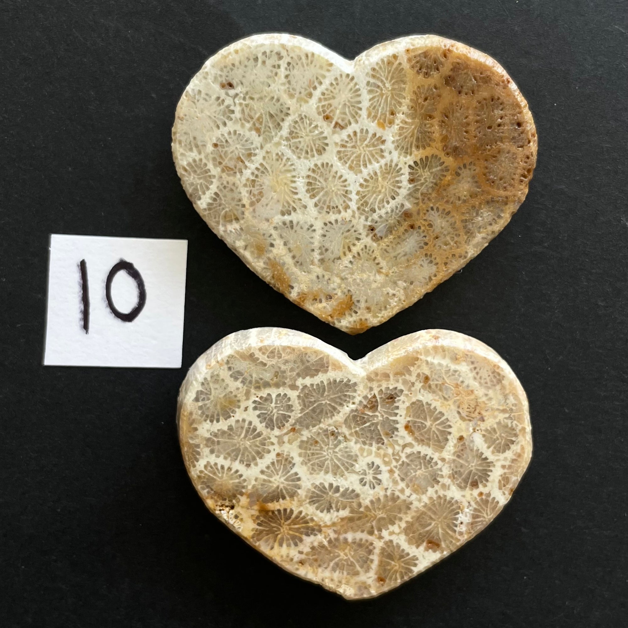 Fossilized Coral Magnet Pairs