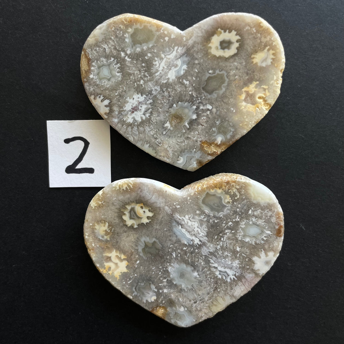 Fossilized Coral Magnet Pairs