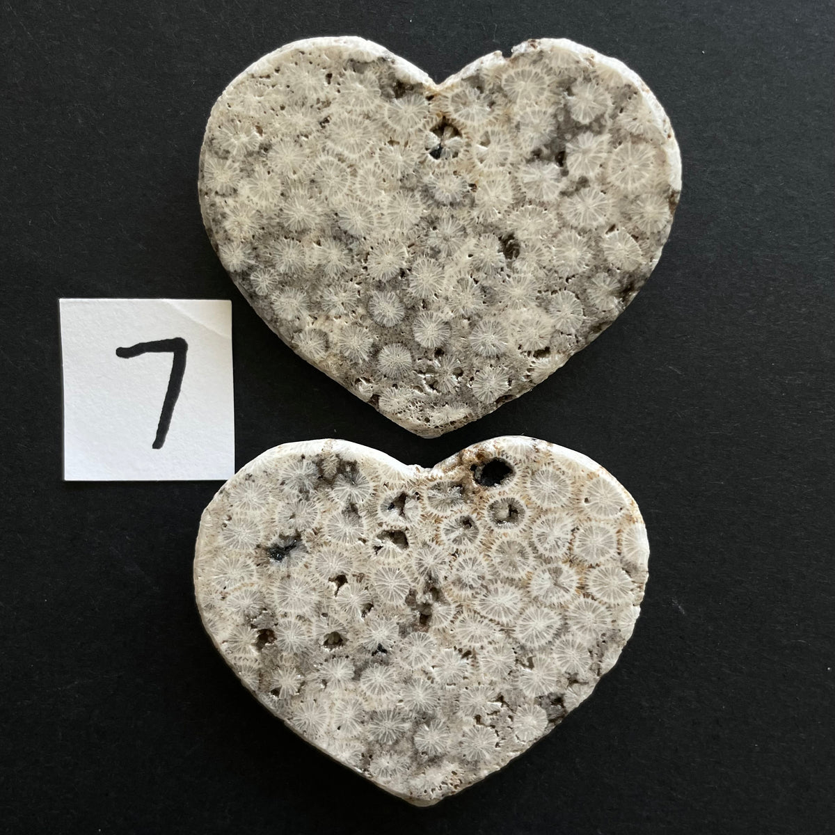 Fossilized Coral Magnet Pairs