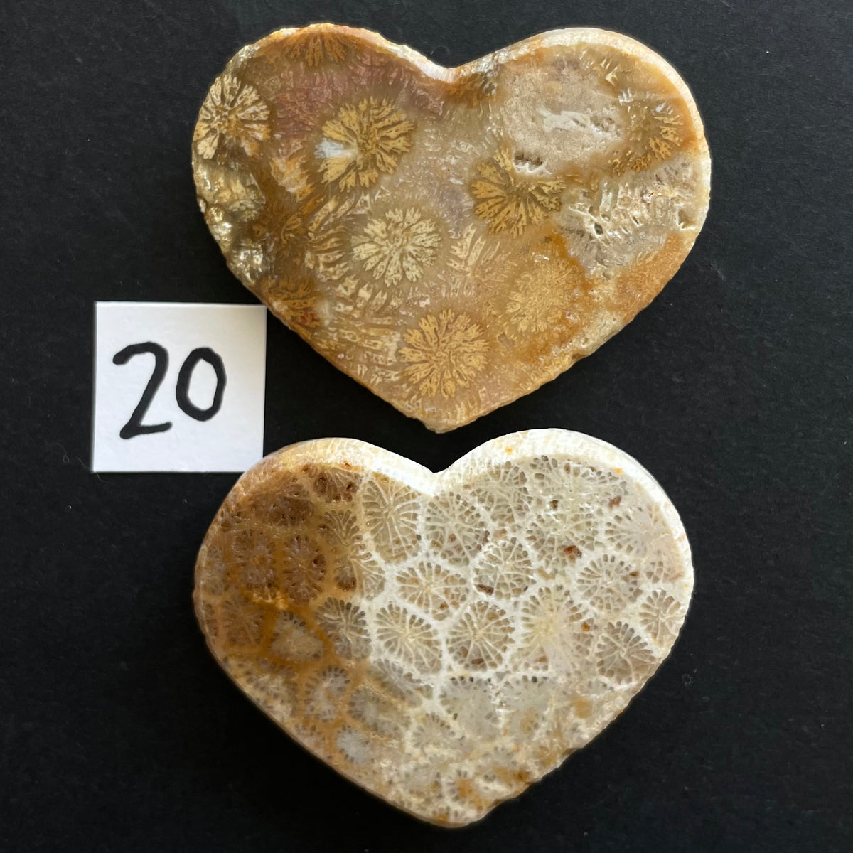 Fossilized Coral Magnet Pairs