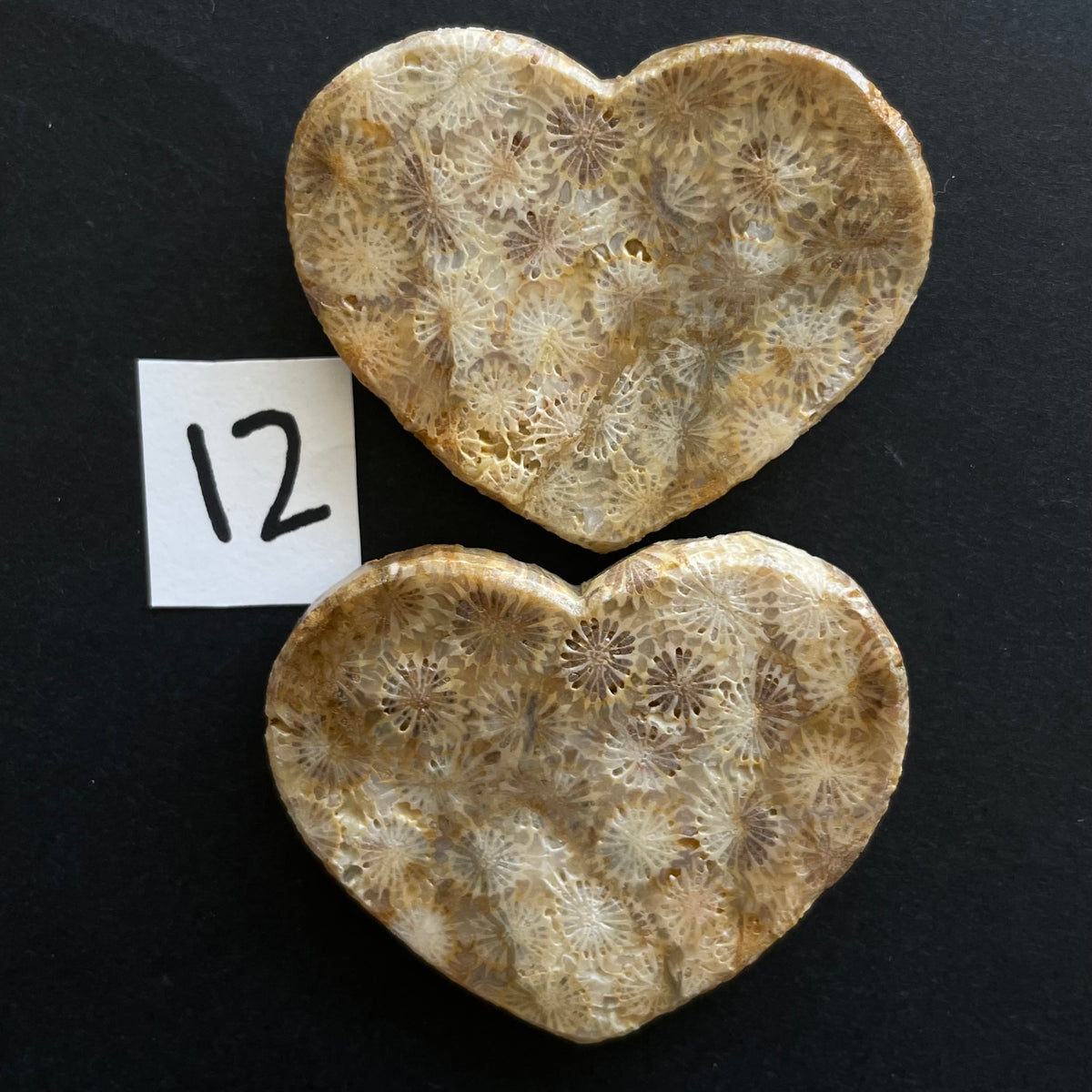 Fossilized Coral Magnet Pairs