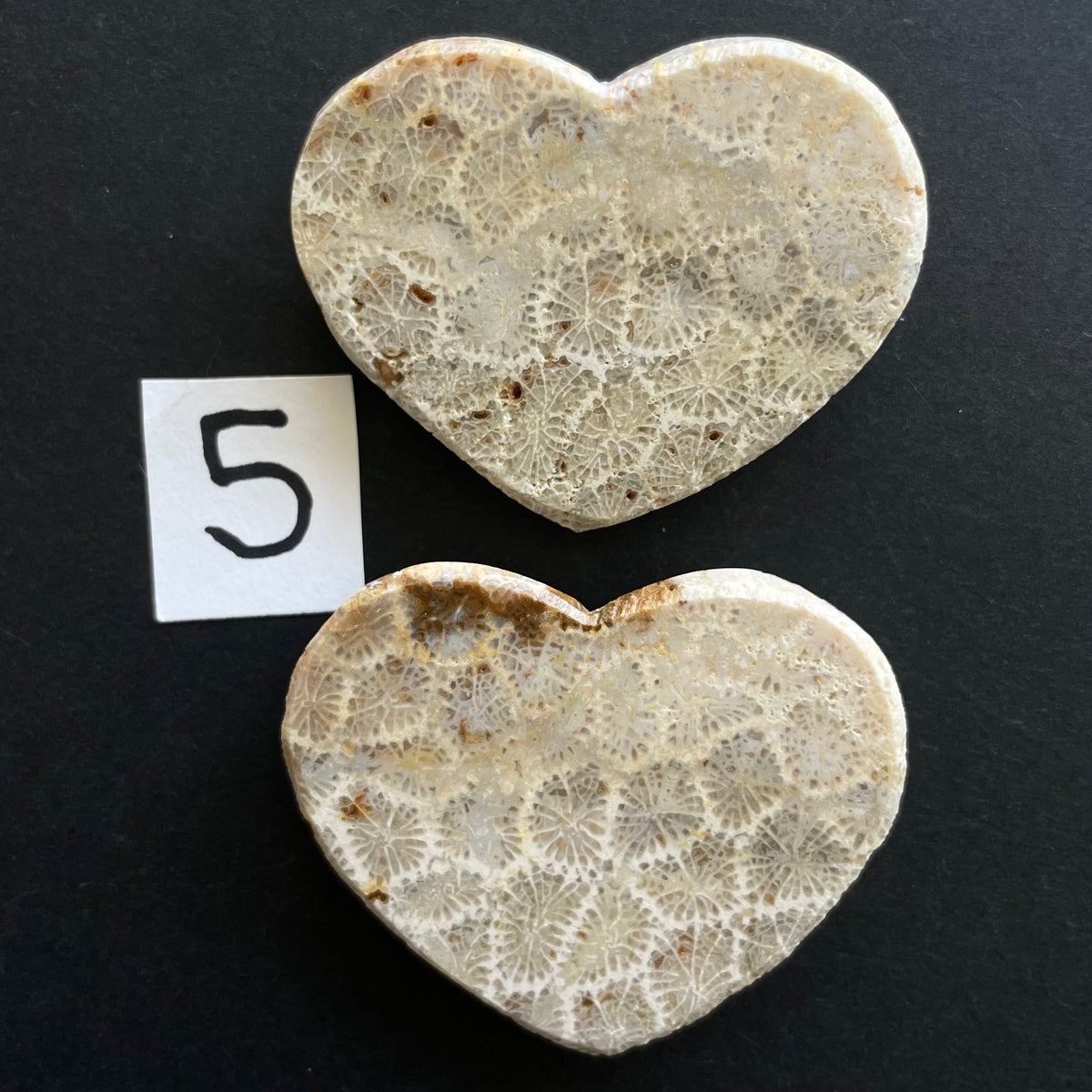Fossilized Coral Magnet Pairs