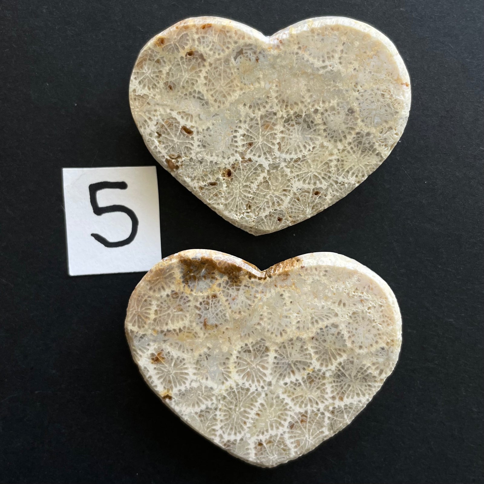 Fossilized Coral Magnet Pairs